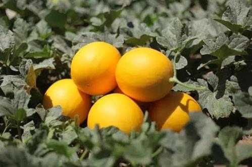 绿洲吃瓜地方,揭秘网红打卡地的魅力与争议