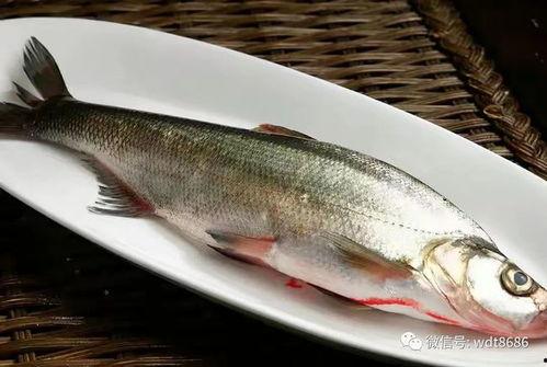 八瓜鱼吃缠人,一场跨越生死的美食奇缘