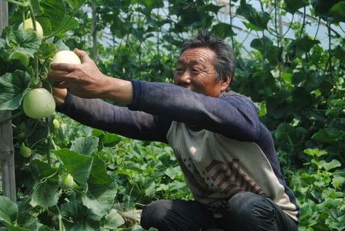 济宁黄屯吃瓜,夏日炎炎，吃瓜群众的欢乐时光