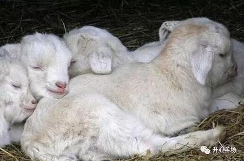 欧气小羊吃瓜,欧气小羊的瓜界探险记