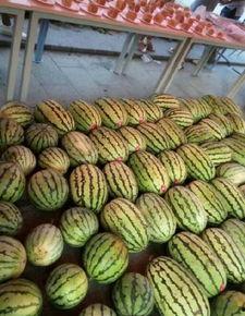 大迪成都吃瓜,揭秘网红美食背后的故事