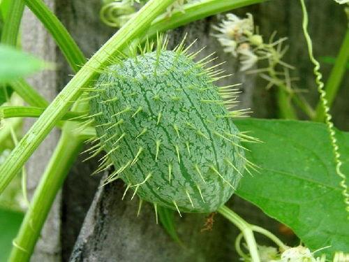 刺儿瓜怎么吃,解锁美味新体验