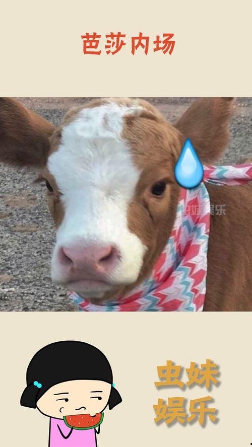 抖音金发吃瓜,揭秘网红美食背后的故事