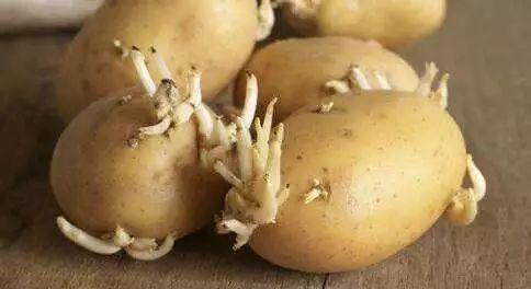 烟台 吃瓜,探寻海滨城市的甜蜜诱惑