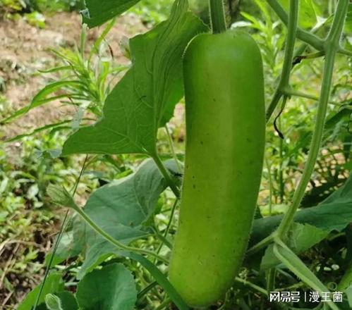 瓠子瓜可以拌着吃吗,凉拌新体验