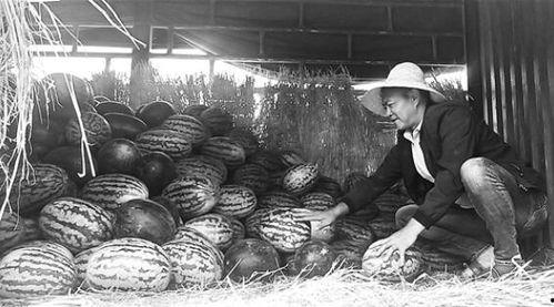 睢县吃瓜群众,吃瓜群众的欢乐盛宴