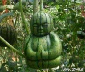 网络真实吃瓜,揭秘网络红人与事件背后的真相