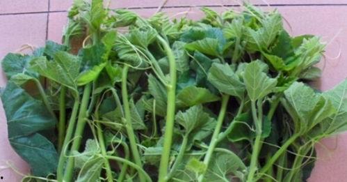 南瓜苗吃嫩瓜,从嫩瓜到美味佳肴的旅程  第1张