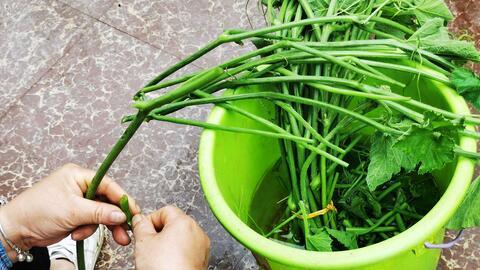 南瓜苗吃嫩瓜,从嫩瓜到美味佳肴的旅程  第3张