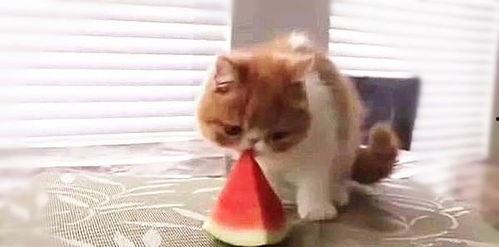 一只吃瓜小猫  第3张