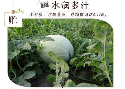 日记吃三白瓜,日记中的三白瓜美味之旅  第1张