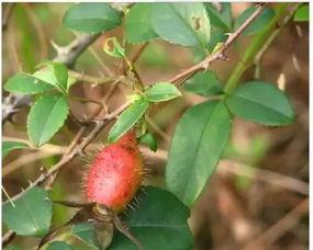 统子吃瓜系统,网络舆论场的新宠儿  第1张