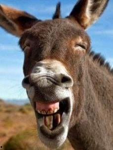 老驴吃自己的瓜  第3张