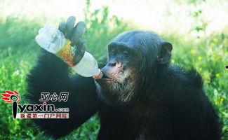 吃瓜超猩,揭秘娱乐圈背后的神秘故事  第2张