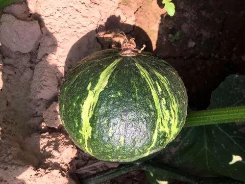 吃贝贝瓜的视频,一窥视频中的甜蜜瞬间  第3张