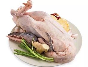 word麻鸭吃瓜,趣味横生的田园生活一幕  第2张