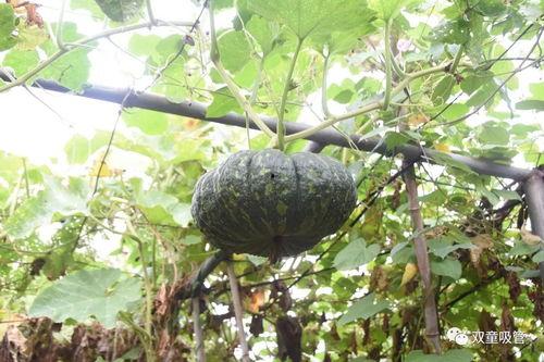 吃瓜落哪儿土话,土话里的生活智慧  第1张