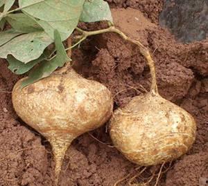 孕妇可以吃土耳瓜吗,土耳瓜的适宜与禁忌  第2张