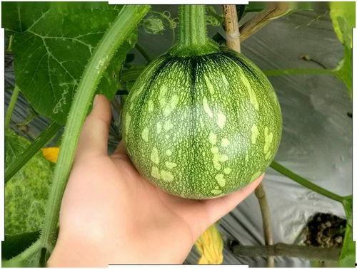 上海娄教练吃瓜,一场网络热议的瓜田奇谈 第1张 上海娄教练吃瓜,一场网络热议的瓜田奇谈 第1张