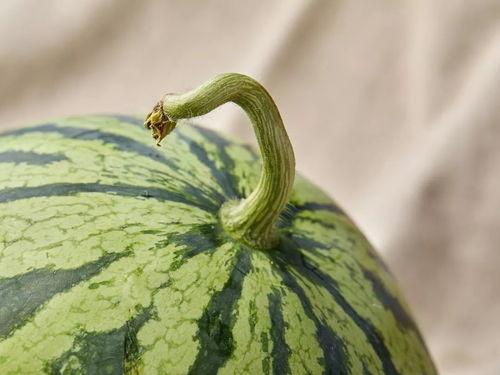 上海娄教练吃瓜,一场网络热议的瓜田奇谈 第2张 上海娄教练吃瓜,一场网络热议的瓜田奇谈 第2张