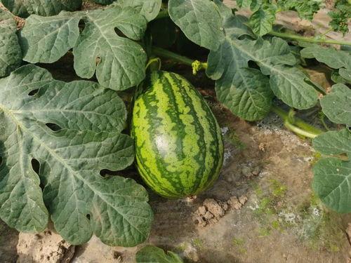 上海娄教练吃瓜,一场网络热议的瓜田奇谈 第3张 上海娄教练吃瓜,一场网络热议的瓜田奇谈 第3张