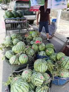 莱芜驾校吃瓜事件,学员维权引发行业关注 第3张 莱芜驾校吃瓜事件,学员维权引发行业关注 第3张