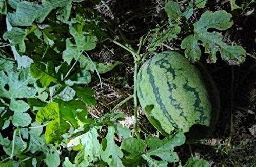 你们网上吃瓜,揭秘虚拟世界中的围观文化  第2张