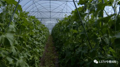 西昌影城吃瓜 第2张 西昌影城吃瓜 第2张