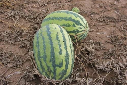 吃瓜小盼  第2张