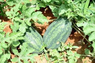 尼泊尔主播吃瓜,趣味横生引发网友热议 第3张 尼泊尔主播吃瓜,趣味横生引发网友热议 第3张